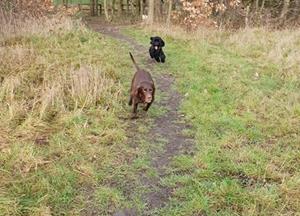 Photos from Fluffs&Scruffs