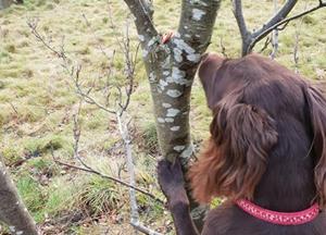 Photos from Fluffs&Scruffs