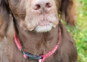 Photos from Fluffs&Scruffs