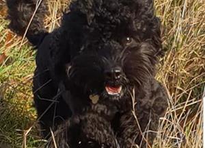 Photos from Fluffs&Scruffs
