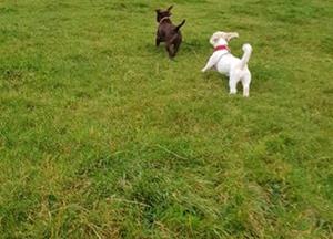 Photos from Fluffs&Scruffs